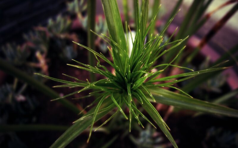 Close-up of Green Plant — Natural, Photograph, Green Leaves, Soil