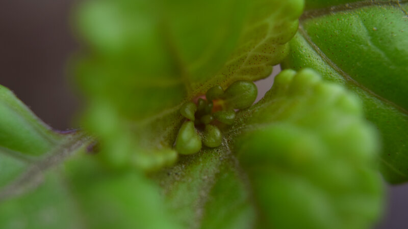 Close-up of Green Plant — Natural, Photograph