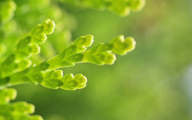 Close-up of green plant sprouts