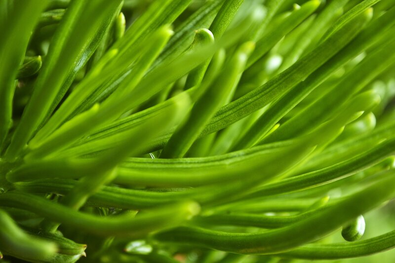 close-up of green plant stems