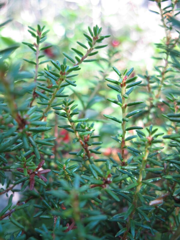 close-up of green plant stems