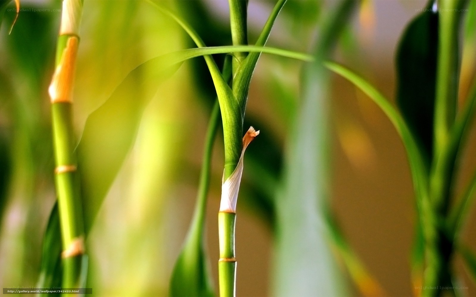 Close-up of green plant stems