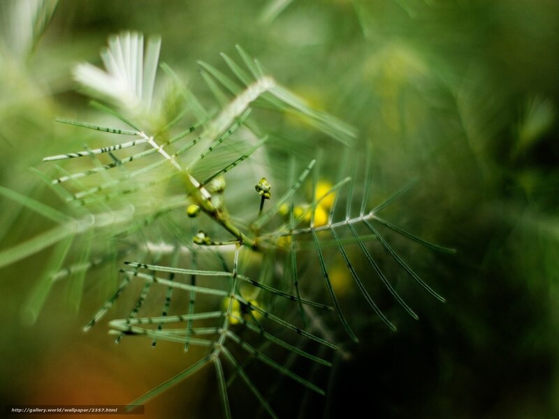 Close-up of green plant