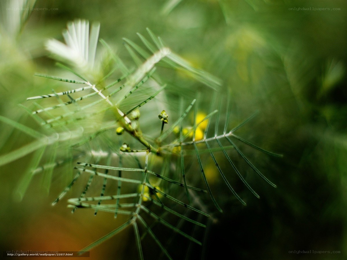 Close-up of green plant