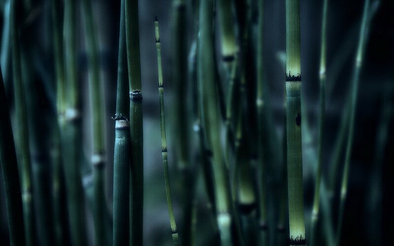 Close-up of green reeds