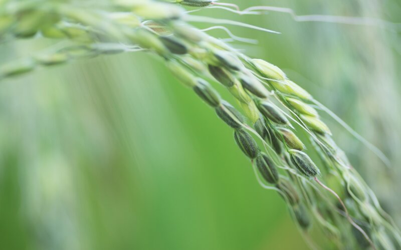 Close-up of green rice grains