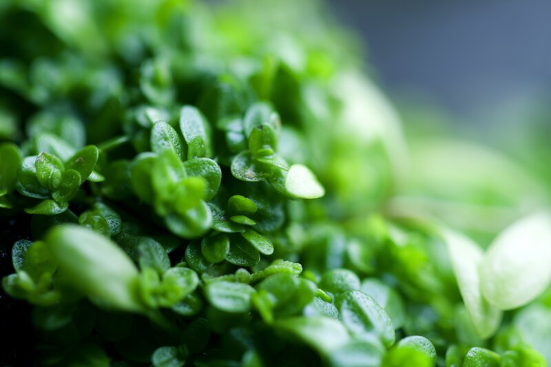 close-up of green sprouts