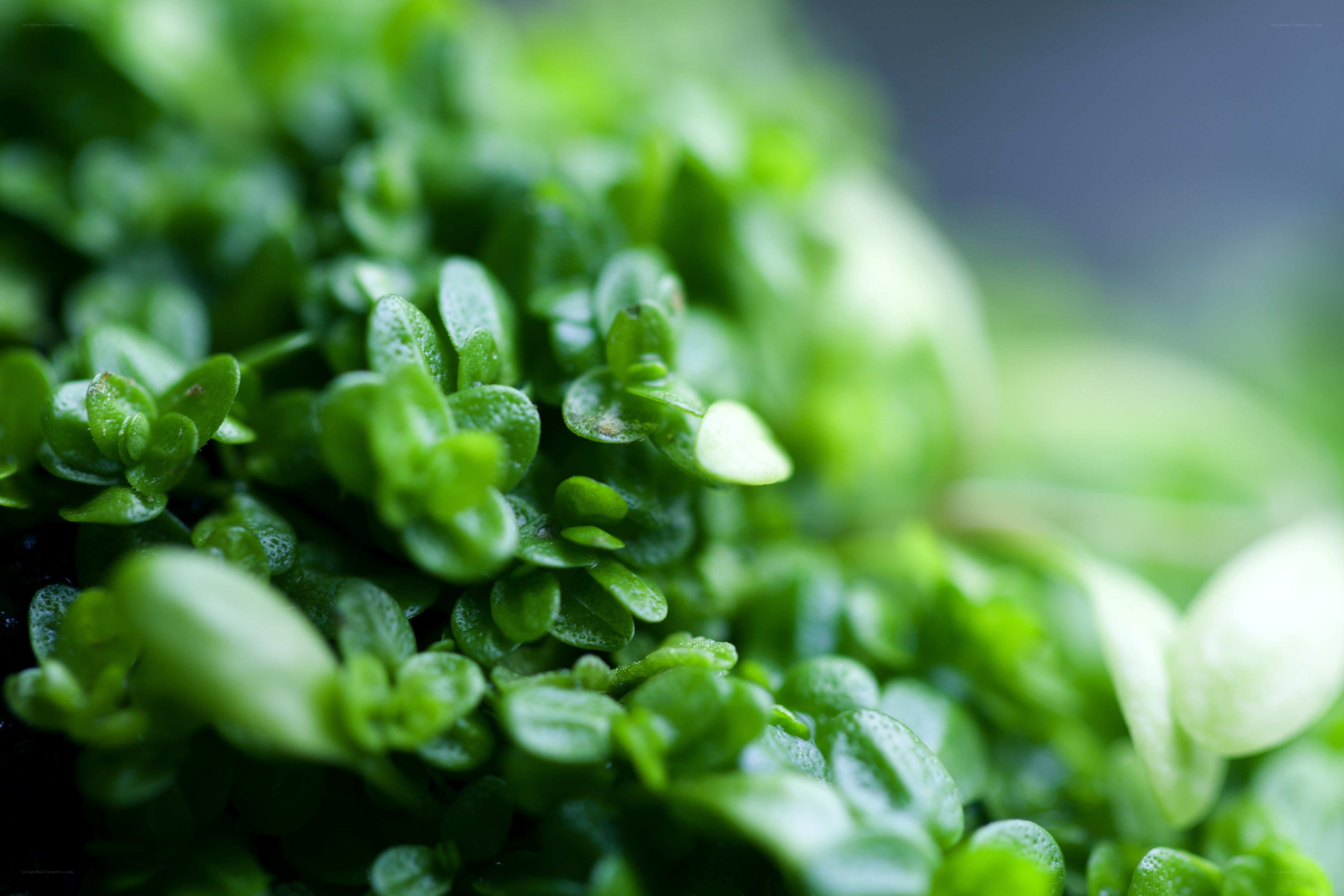 close-up of green sprouts