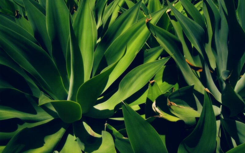 Close-up of green succulent leaves