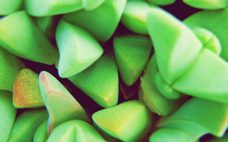 close-up of green succulent leaves