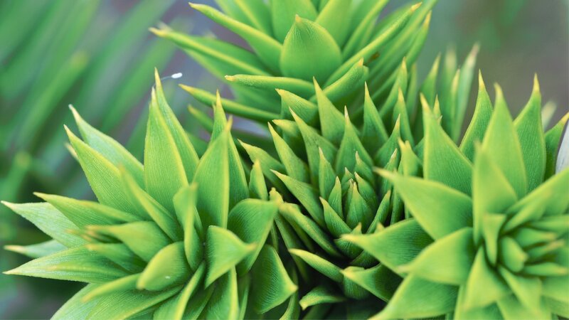close-up of green succulent leaves