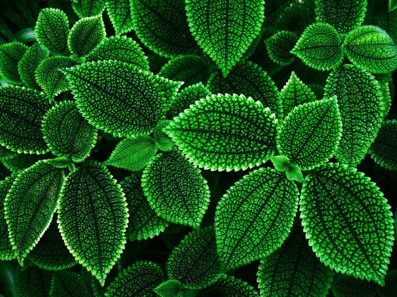 close-up of green textured leaves