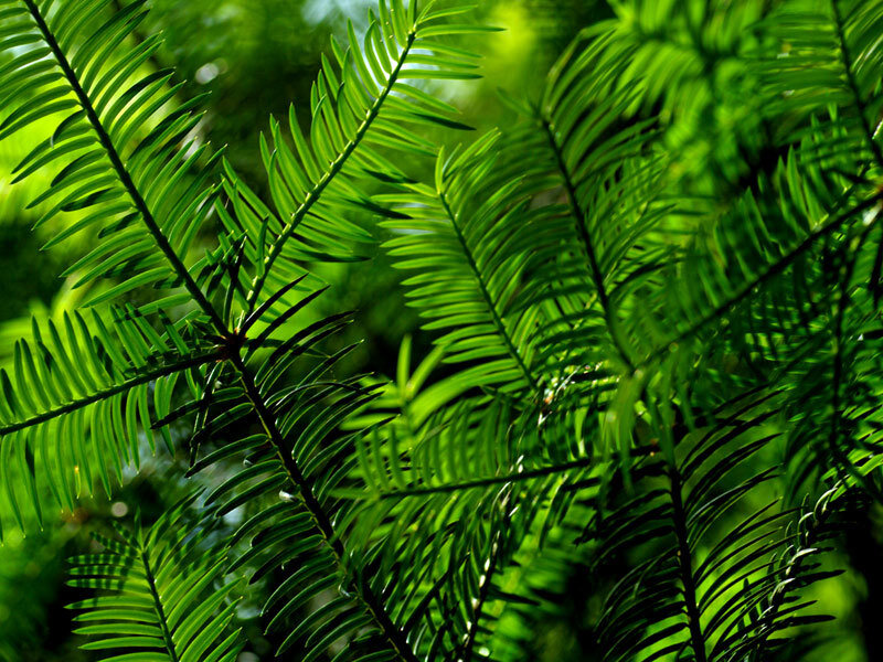 Close-up of green tree needles
