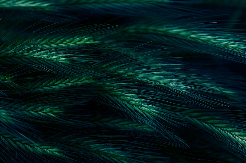 Close-up of green wheat ears