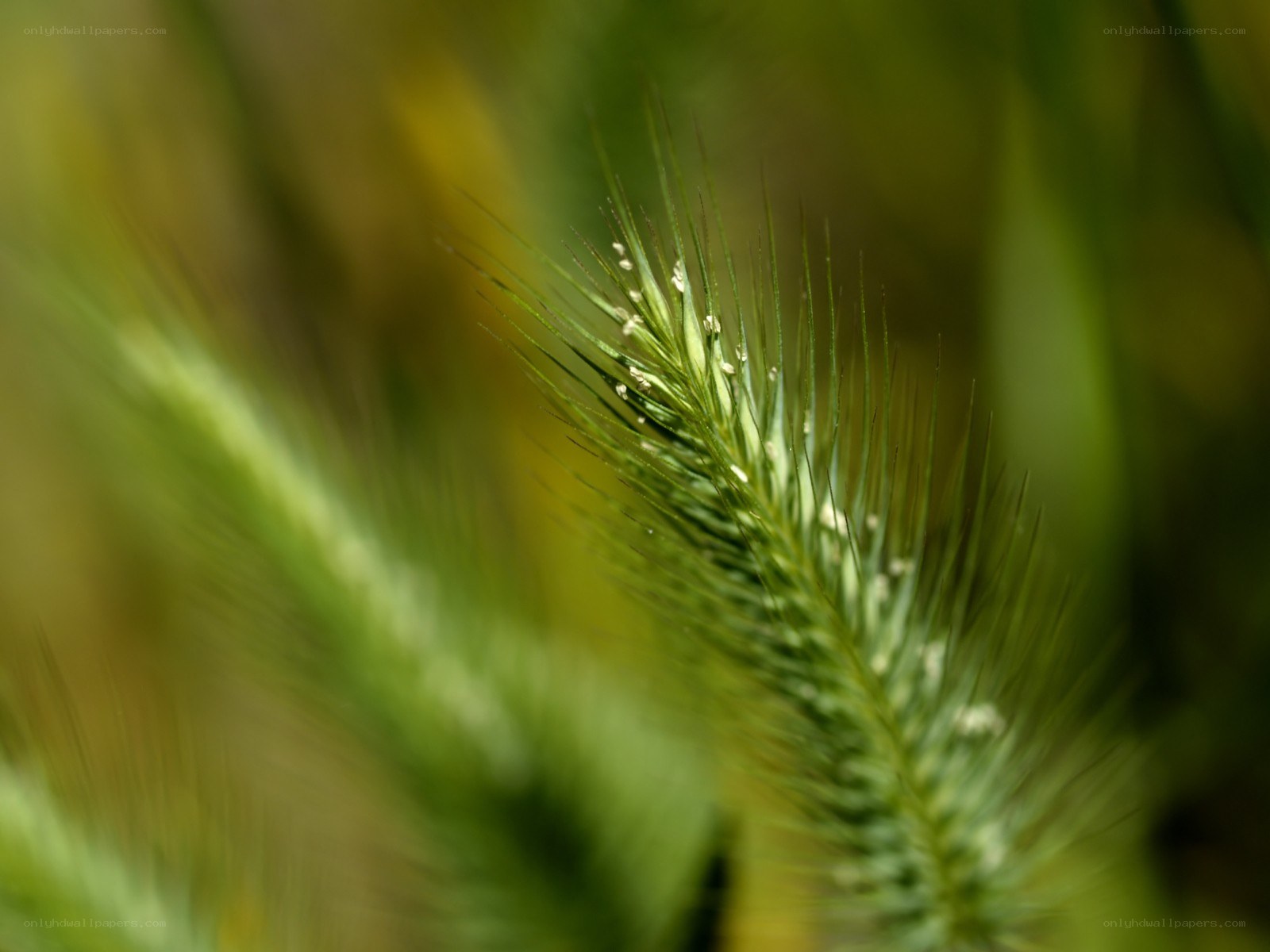 Close-up of green wheat spikelets