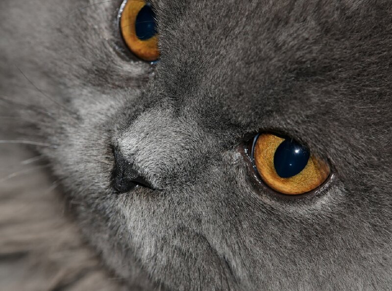 Close-up of Grey Cat