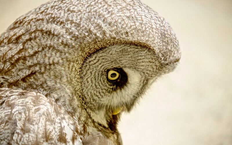 Close-up of Grey Owl — Intense