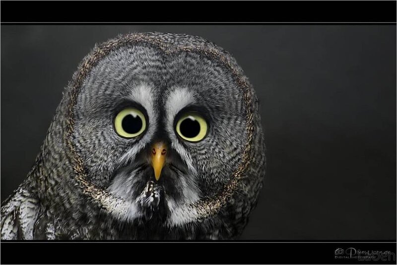 Close-up of Grey Owl