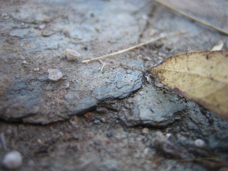 Close-up of ground surface