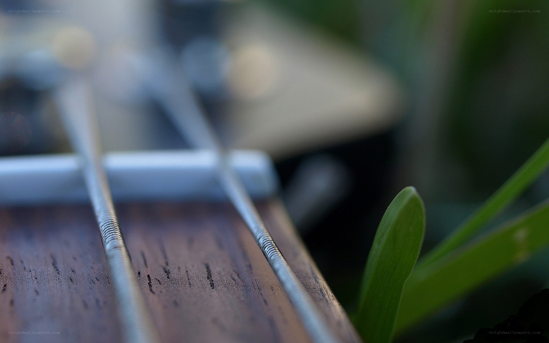 Close-up of guitar strings