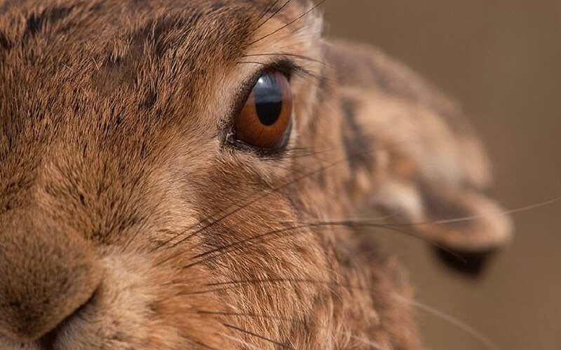 Close-up of Hare Eye