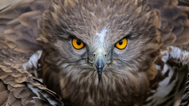 Close-up of Hawk — Brown