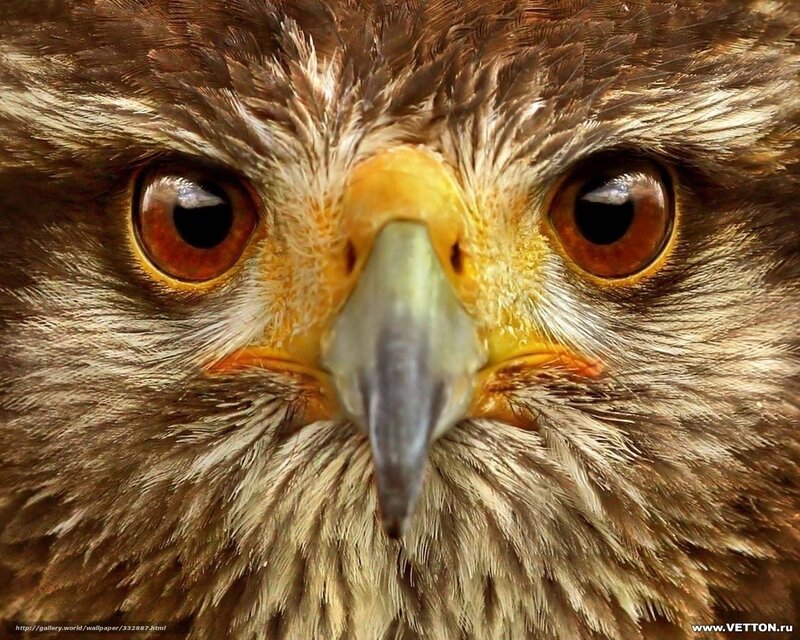 Close-up of Hawk Face — Brown, Intense, Photograph, Eyes
