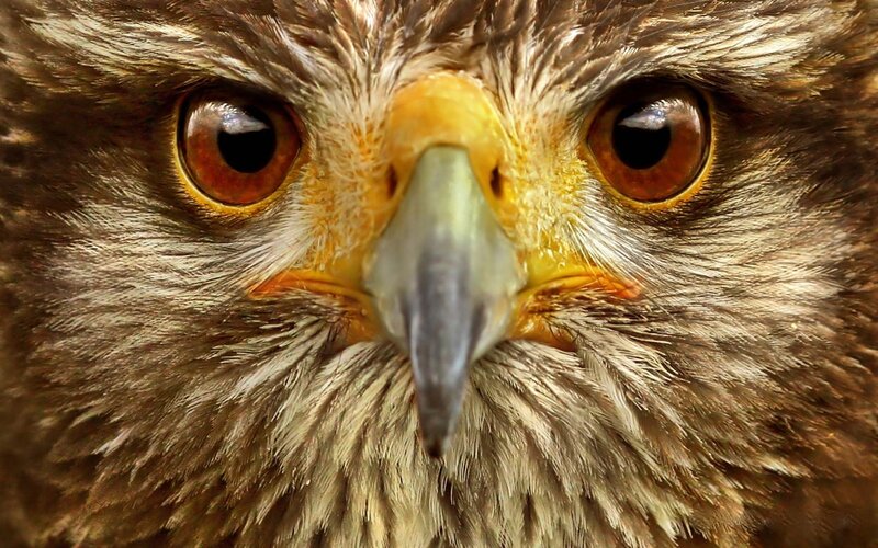 Close-up of Hawk Face — Brown, Intense, Photograph