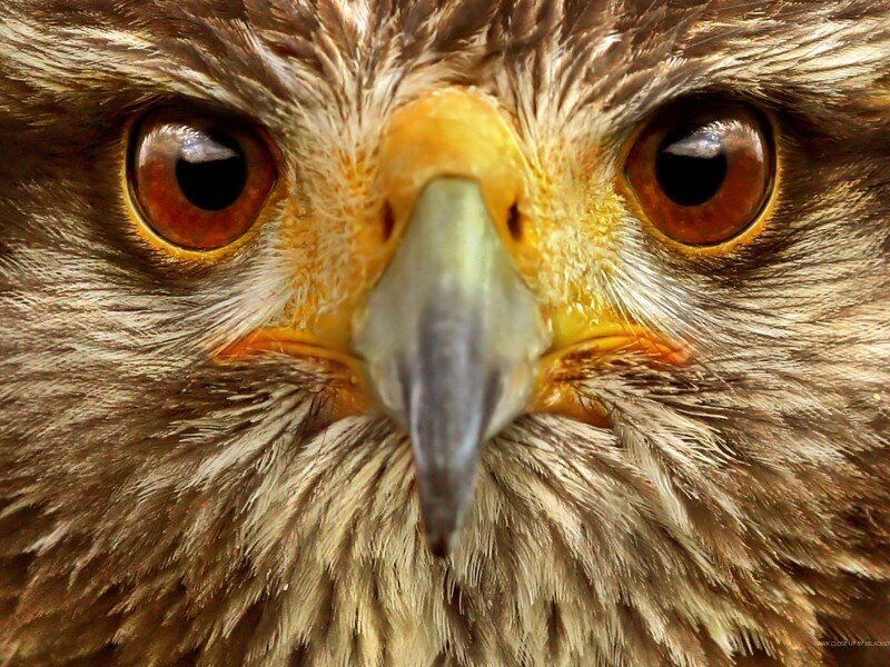 Close-up of Hawk Face — Brown