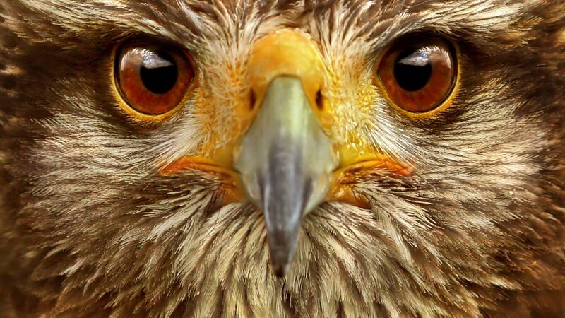 Close-up of Hawk Face — Intense
