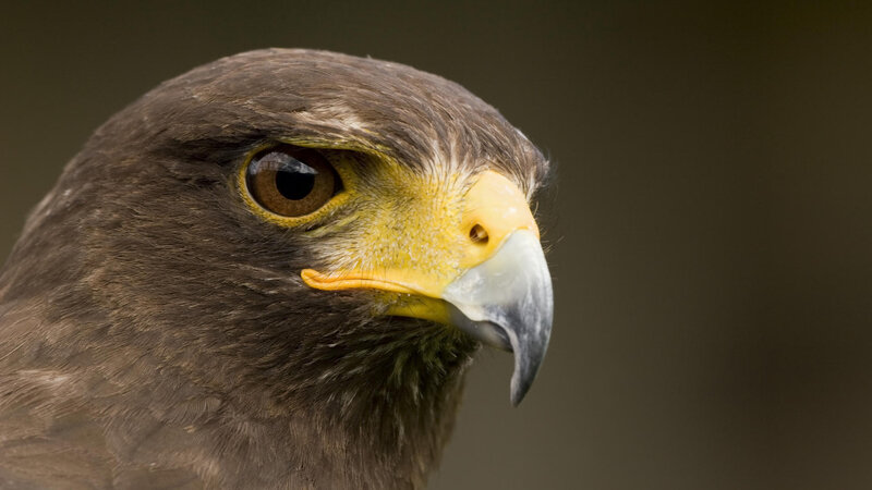 Close-up of Hawk Head — Brown, Intense, Photograph