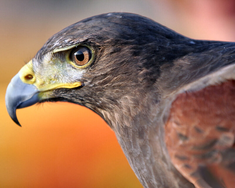 Close-up of Hawk Head — Brown, Intense, Sunset
