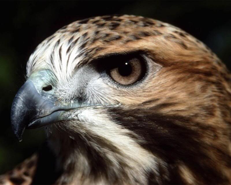 Close-up of Hawk Head — Brown, Intense
