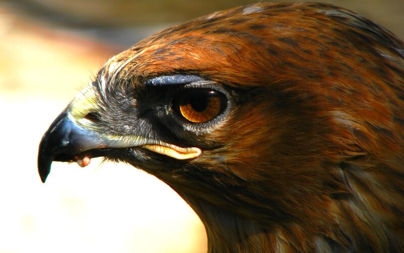 Close-up of Hawk Head — Brown
