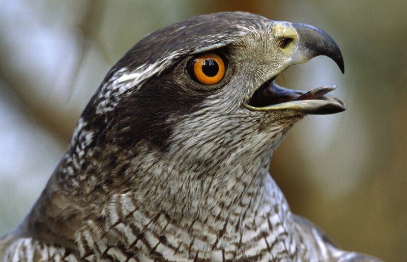 Close-up of Hawk Head