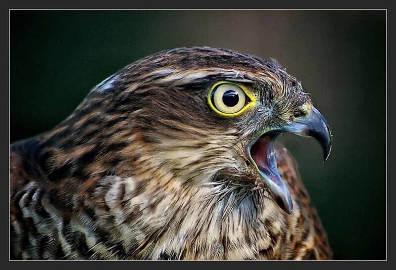 Close-up of Hawk