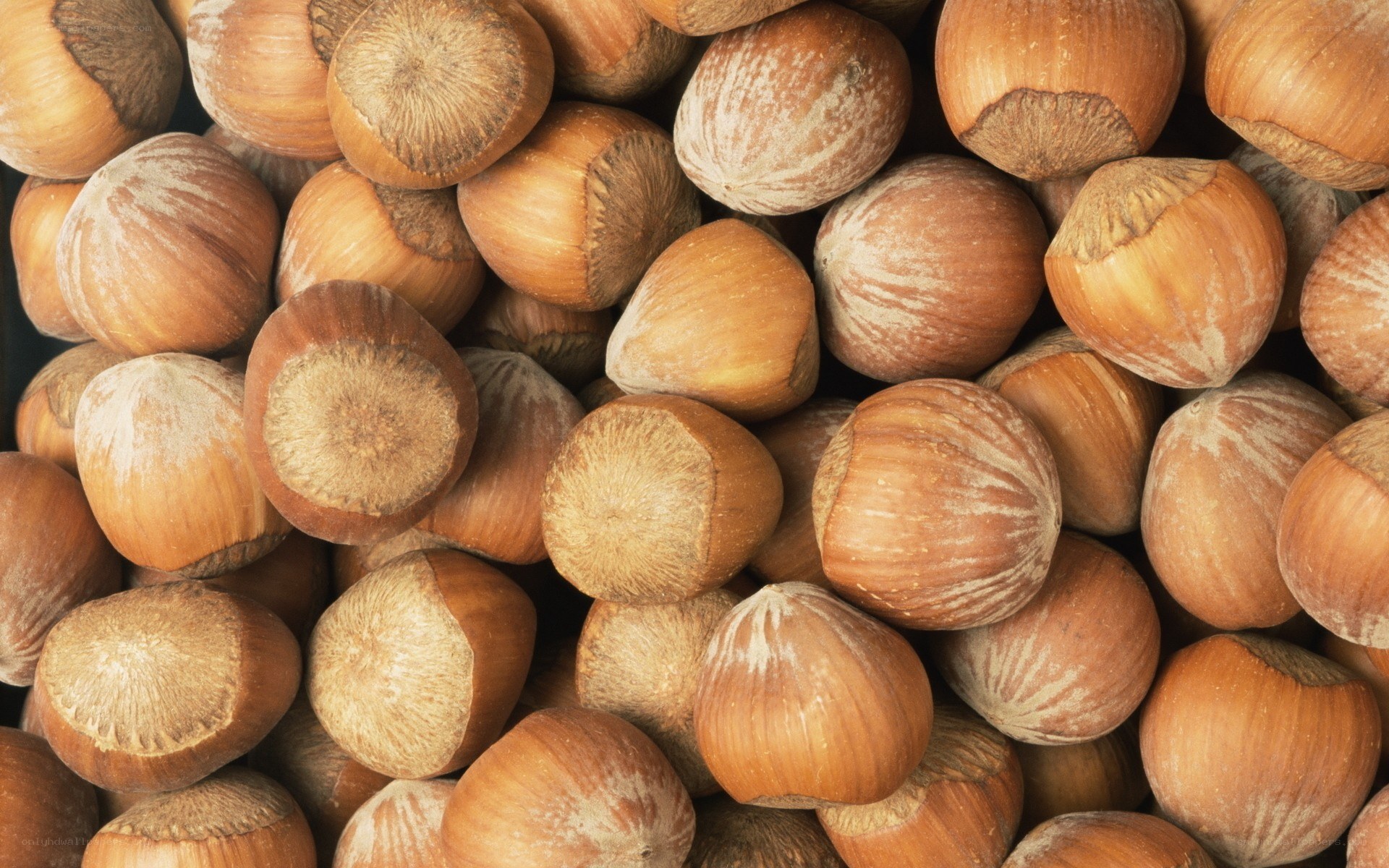 close-up of hazelnuts