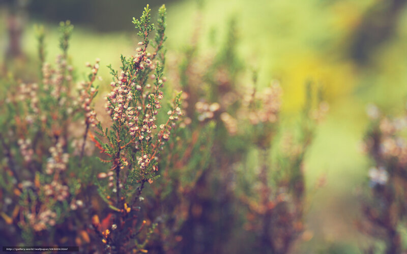 Close-up of heather flowers