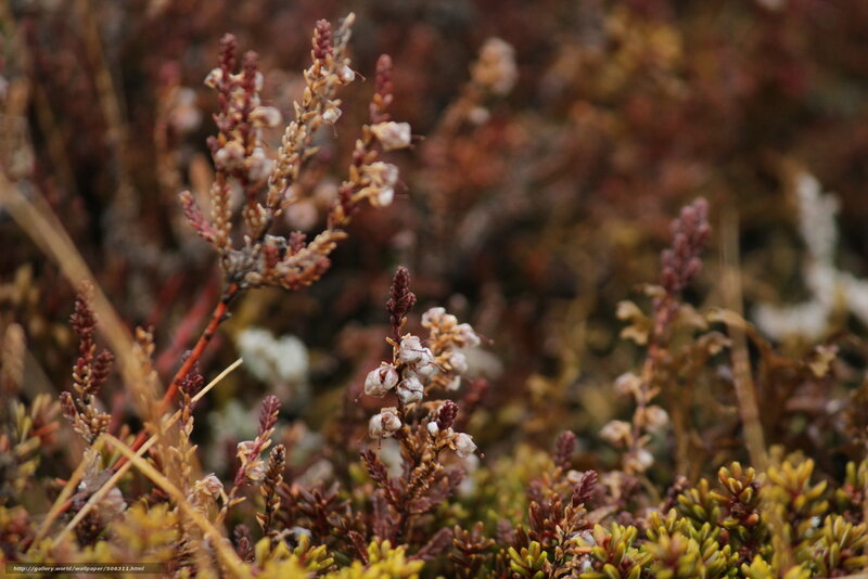 Close-up of heather flowers
