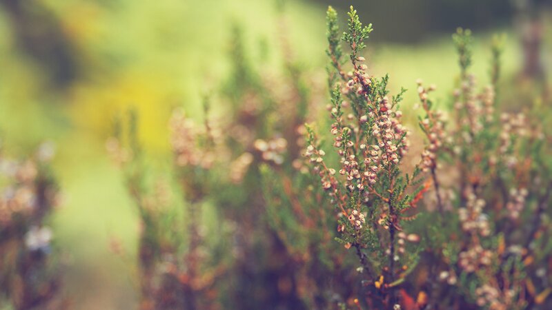 Close-up of heather flowers