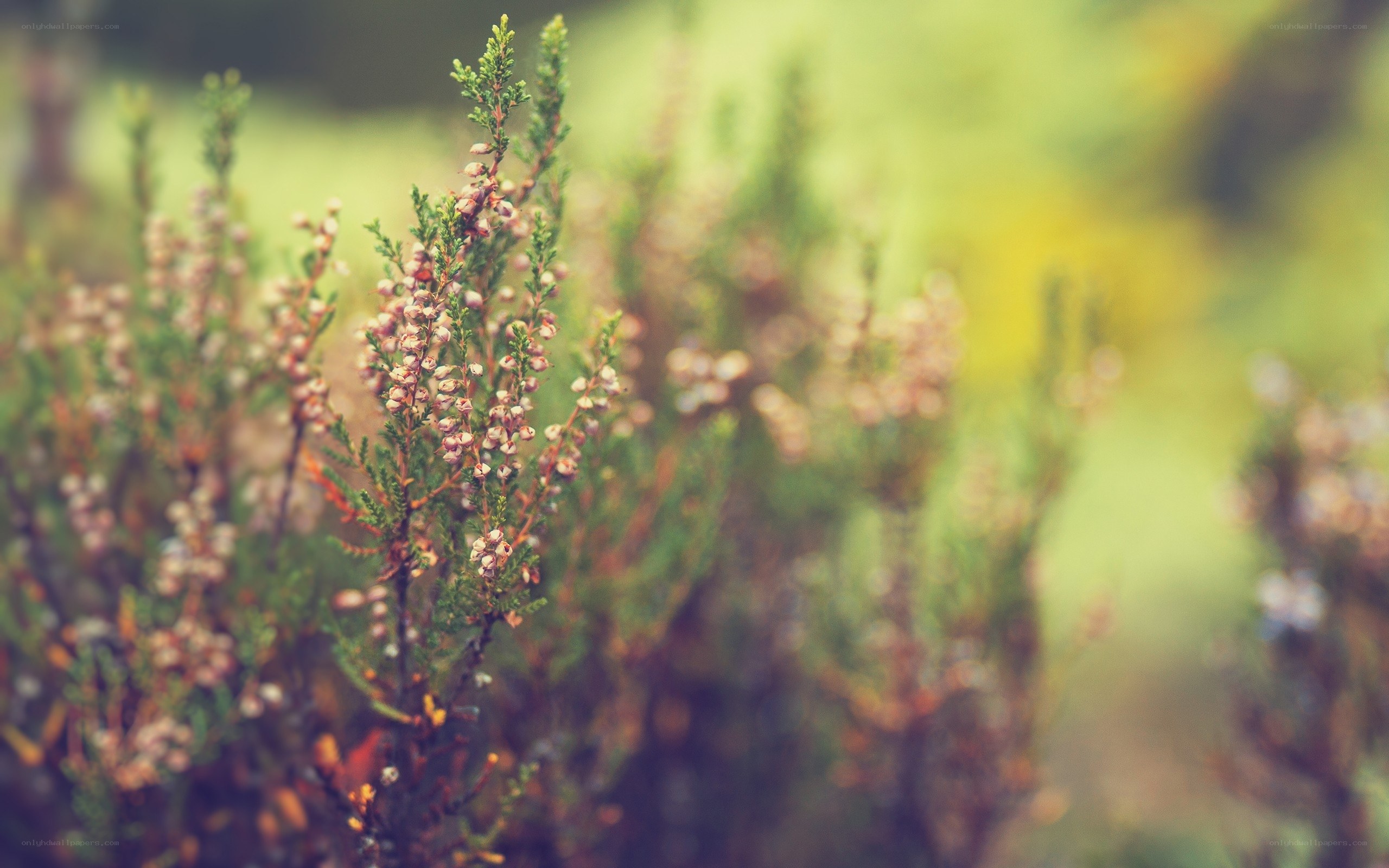 Close-up of heather flowers