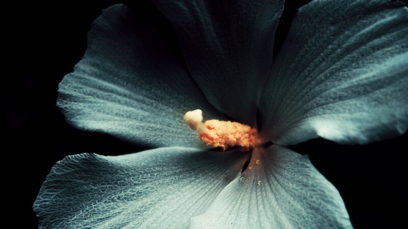 Close-up of Hibiscus Flower — Blue