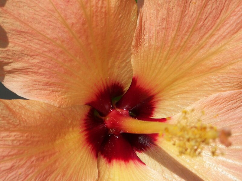 Close-up of Hibiscus Flower — Orange