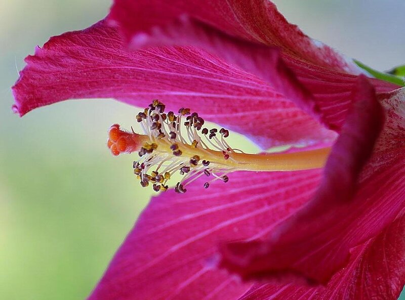 Close-up of Hibiscus Flower — Pink, Natural