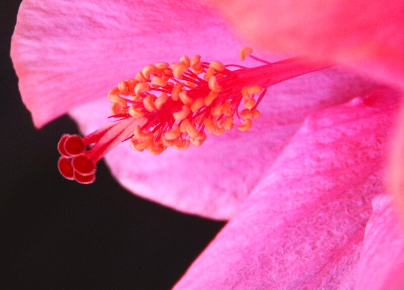 Close-up of Hibiscus Flower — Pink