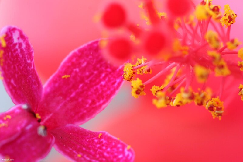 Close-up of Hibiscus Flower — Pink, Vibrant