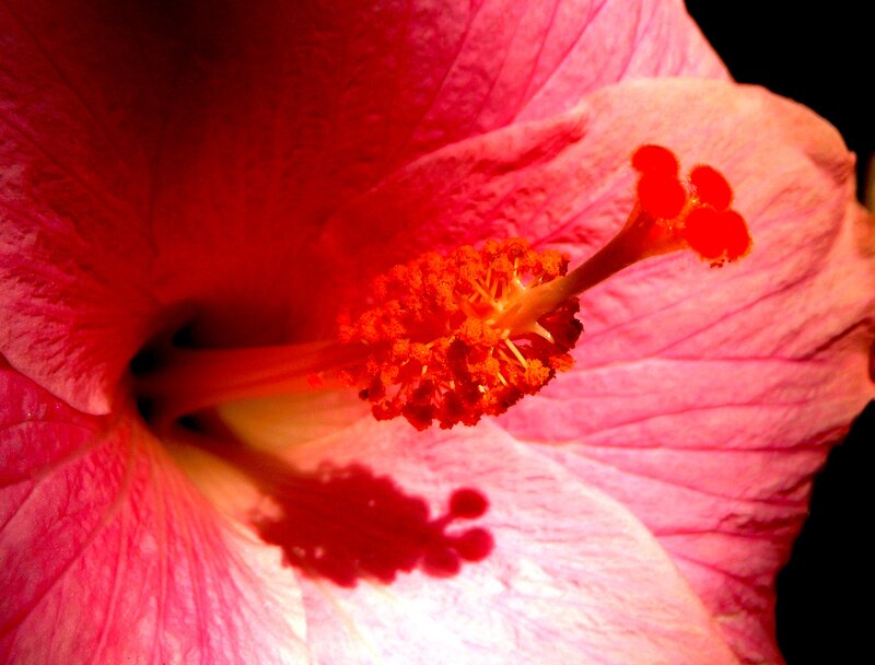 Close-up of Hibiscus Flower — Red