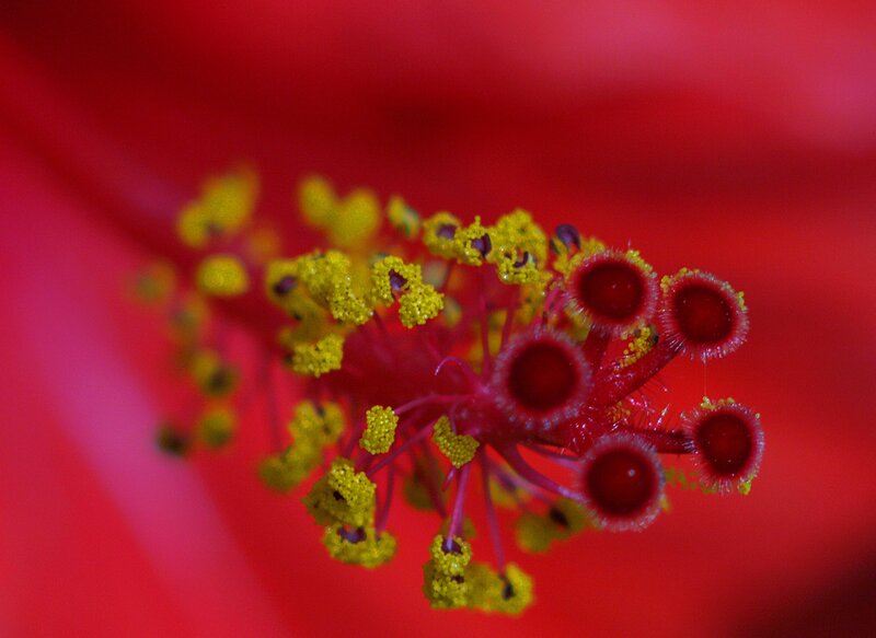 close-up of hibiscus flower