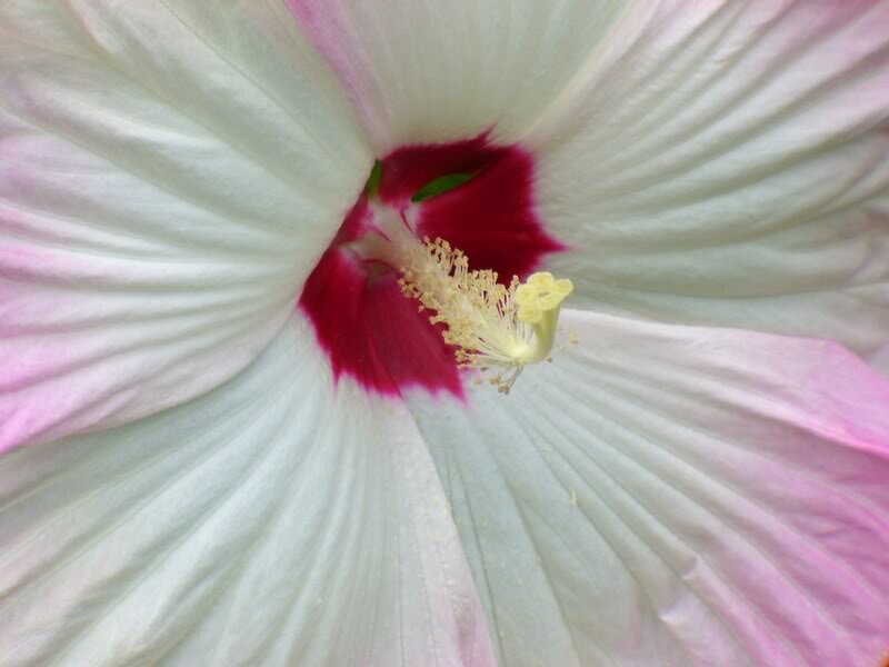 Close-up of Hibiscus Flower — White