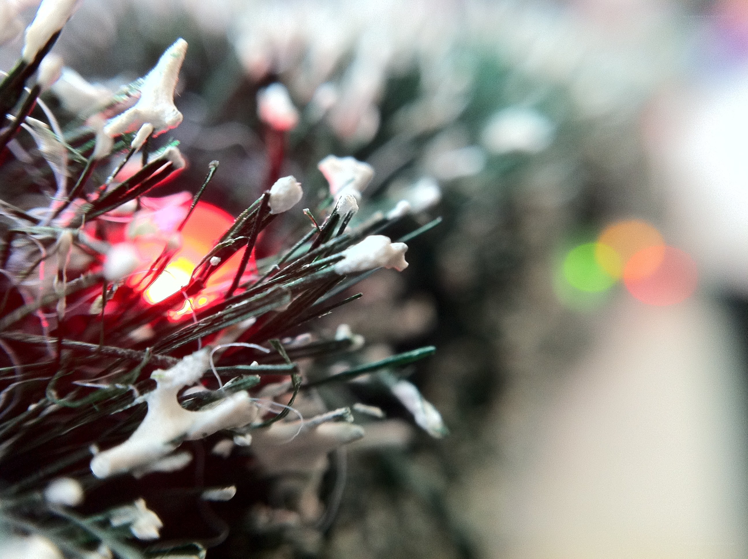 close-up of holiday lights